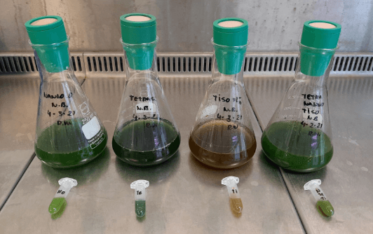 4 bottles with different algaes